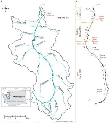 Reconnecting the Elwha River: Spatial Patterns of Fish Response to Dam Removal